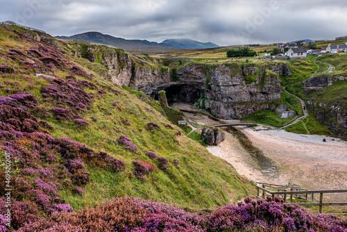 Purple heather on the cliffs above Smoo Cave near Durness which has one of the largest sea cave entrances in Britain, Durness, Highlands, Scotland photo