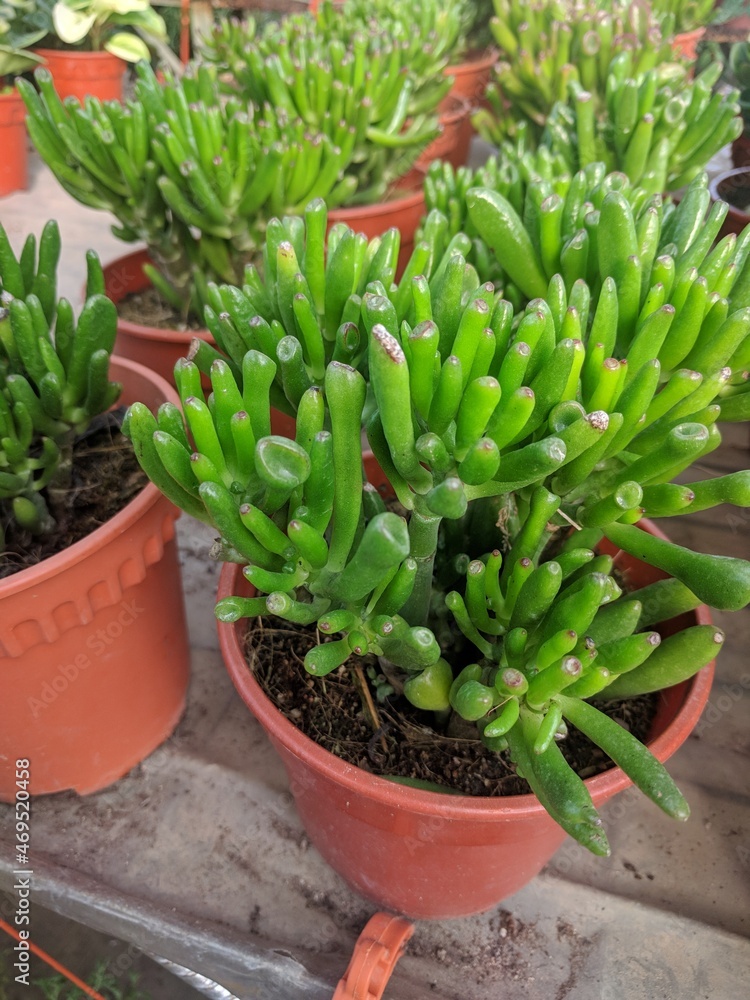Φωτογραφία Glossy tubular bright green leaves of Jade plant (Crassula ovata ‘Gollum’)