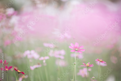 beautiful pink cosmos flowers in close up © Oran Tantapakul