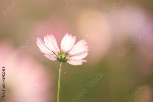 beautiful pink cosmos flowers in close up © Oran Tantapakul