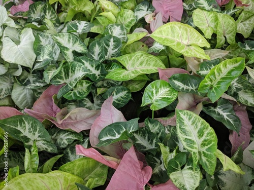 Colorful mixture of pink and green syngonium leaves photo