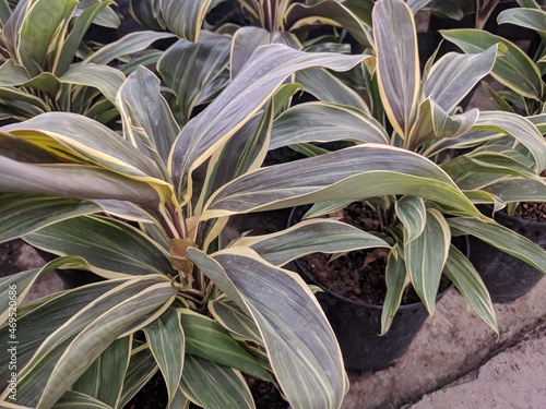 Brown, yellow and dark green leaves of Hawaiian Ti Plant (Cordyline Fruitcosa 'Chocolate Queen')