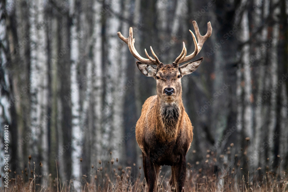 Majestic and powerful adult red deer in the autumn birch grove in the forest. Majestic and powerful adult red deer in the autumn birch grove in the forest.