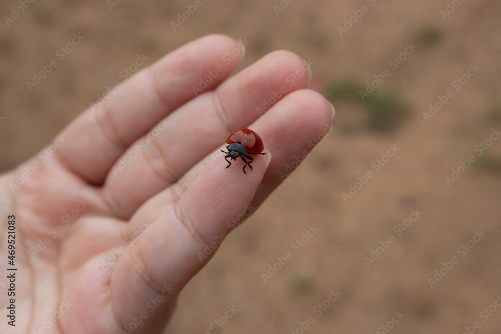 Obraz premium ladybird on finger