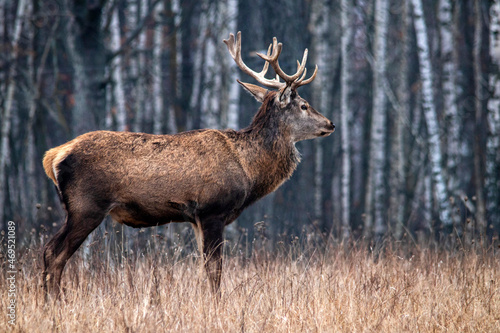 Majestic and powerful adult red deer in the autumn birch grove in the forest.