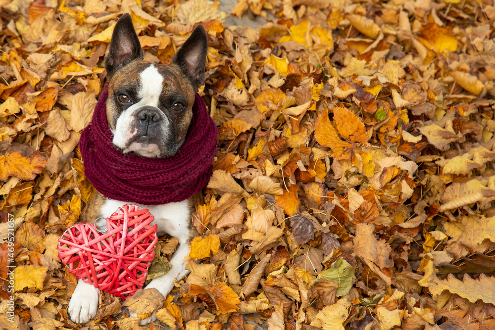 Naklejka premium Funny Boston Terrier in a scarf with a red heart an autumn park surrounded by yellow leaves