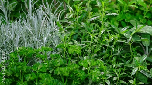 Panoramic video of Various kinds of fresh garden herbs closeup.