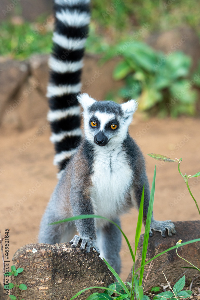 Fototapeta premium Close-up of a curious ring-tailed lemur with a piercing gaze, highlighting the unique wildlife of Madagascar