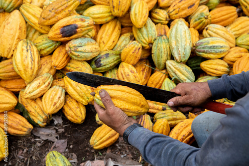 Cocoa farmer breaking cocoa pods on a plantation in Intag valley photo