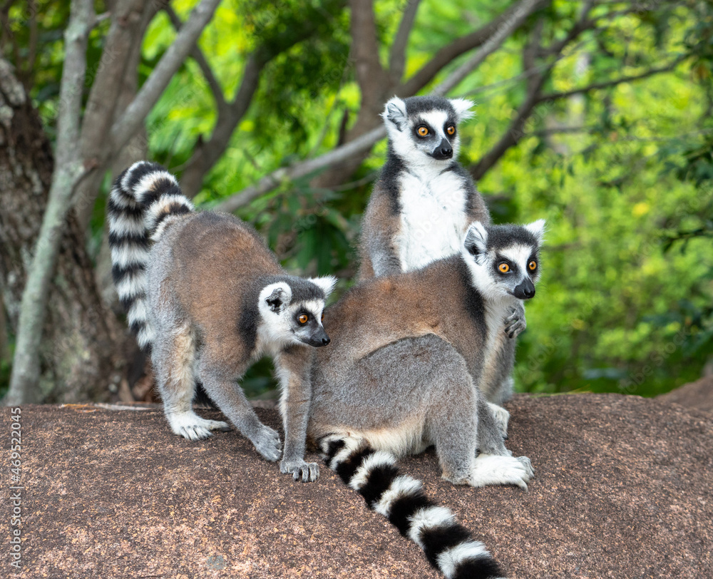 Fototapeta premium Lemur Family on Alert. A group of ring-tailed lemurs standing close together and observing their surroundings, a classic scene of Madagascar’s unique fauna