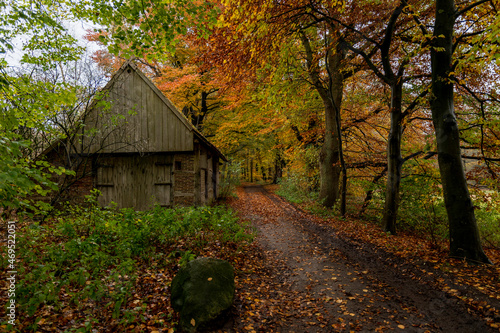 old farm in a autumn forest in holland
