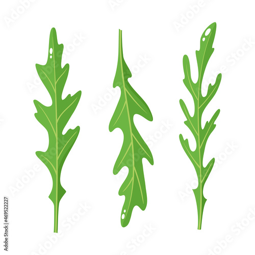 Cartoon bright arugula rucola leaves isolated on white.