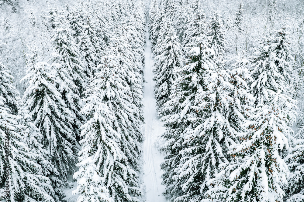 Aerial view of winter forest with snow covered trees and rural road. Aerial view of winter forest with snow covered trees and rural road.