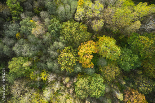 Aerial top down view of autumn forest with green and yellow trees. Mixed deciduous and coniferous forest. Beautiful fall scenery.