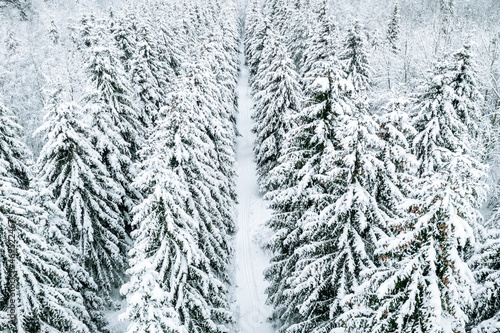 Aerial view of winter forest with snow covered trees and rural road.