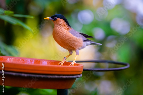 brahminy starling photo