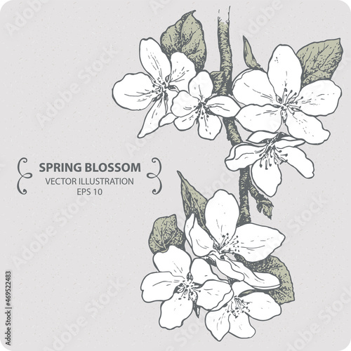 Spring blossom branch, hand drawn illustration