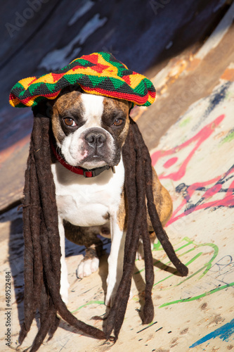 Funny Boston Terrier  in a colored beret with pigtails in  Jamaican style