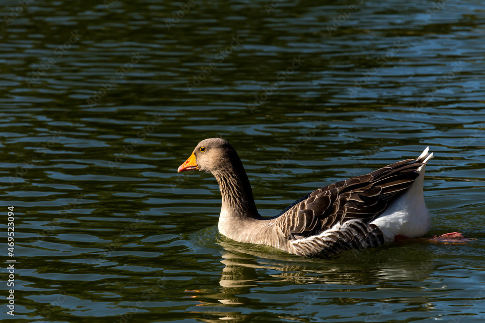 The large goose swim in the pond close-up The large goose swim in the pond close-up