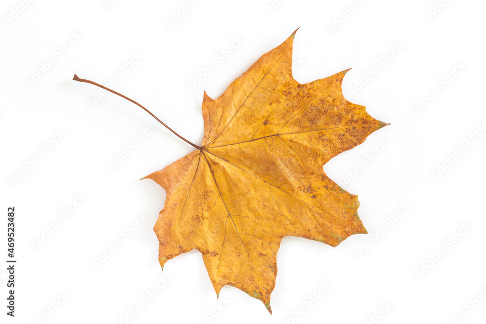 Beautiful orange autumn maple leaf isolated on white background Beautiful orange autumn maple leaf isolated on white background