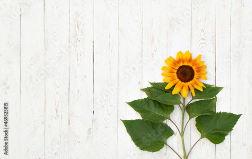 Fototapeta Naklejka Na Ścianę i Meble -  Sunflower on vintage wooden background