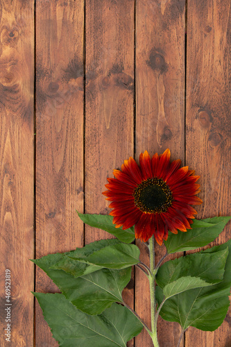 Sunflower on vintage wooden background