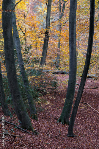 Young Beech tree trunks in a woodland setting, Burnham Beeches, Buckinghamshire, UK