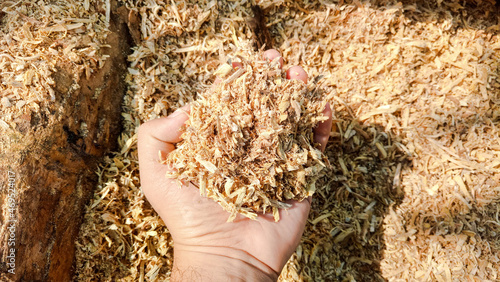 Tableau sur toile Sawdust of the hardwood in the human hand and the sawdust background