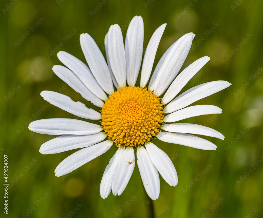 Fototapeta premium detail on white flower of ox-eye, oxeye, or dog daisy, marguerite (Leucanthemum vulgare)