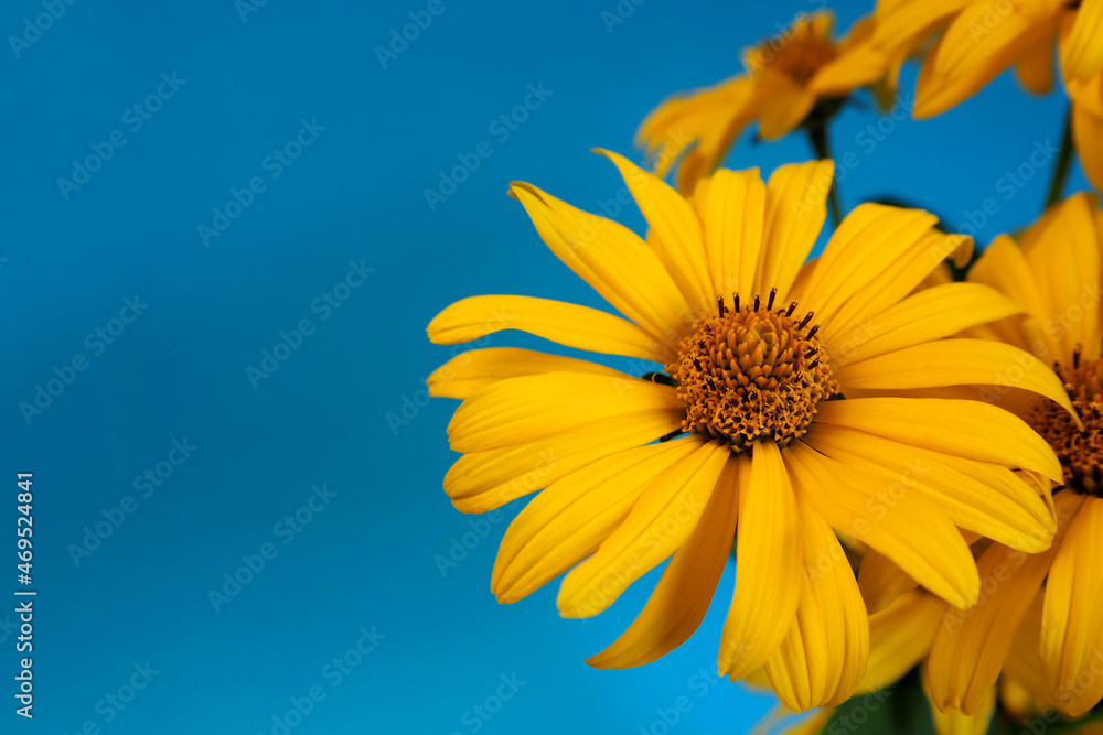 there are many yellow heliopsis flowers on a blue background. top view there are many yellow heliopsis flowers on a blue background. top view