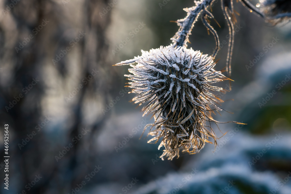 Obraz premium Frozen wild teasel (Dipsacus fullonum) covered in ice crystals of hoarfrost, back-lit by warm sunlight at golden hour on a winter morning. Closeup macro shot with copy space.