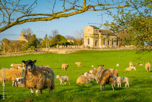 View of sheep and spring lambs in Elmton Village, Bolsover, Chesterfield, Derbyshire photo