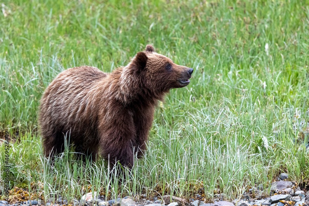 A young brown bear (Ursus arctos), eating grass in Pavlof Harbor, Chichigof Island, Southeast Alaska A young brown bear (Ursus arctos), eating grass in Pavlof Harbor, Chichigof Island, Southeast Alaska
