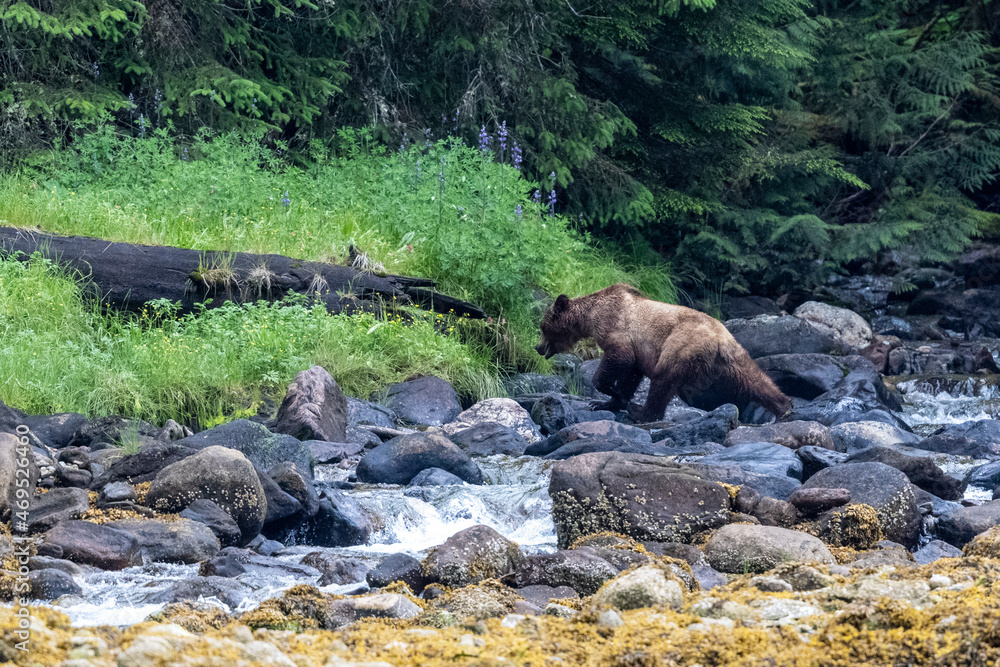 A young brown bear (Ursus arctos), in the grass of Misty Fjords National Monument, Southeast Alaska A young brown bear (Ursus arctos), in the grass of Misty Fjords National Monument, Southeast Alaska