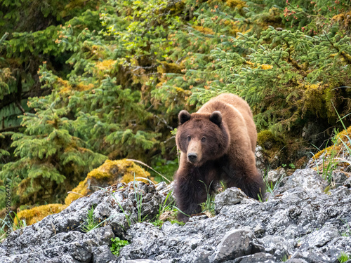 An adult brown bear (Ursus arctos), in the grass, Lake Eva, Baranof Island, Southeast Alaska