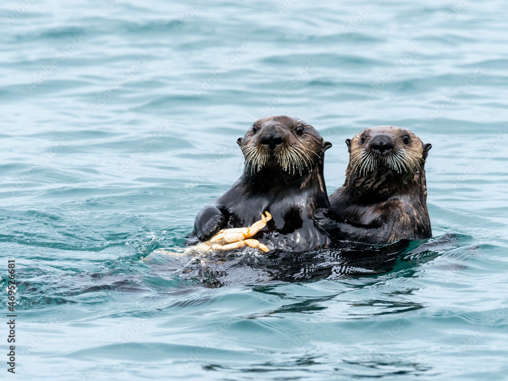 A mother sea otter (Enhydra lutris) eating a Dungeness crab with her pup in the Inian Islands, Southeast Alaska A mother sea otter (Enhydra lutris) eating a Dungeness crab with her pup in the Inian Islands, Southeast Alaska