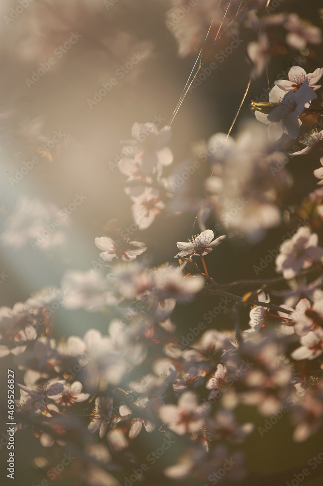 blooming cherry tree in spring sunny day blooming cherry tree in spring sunny day