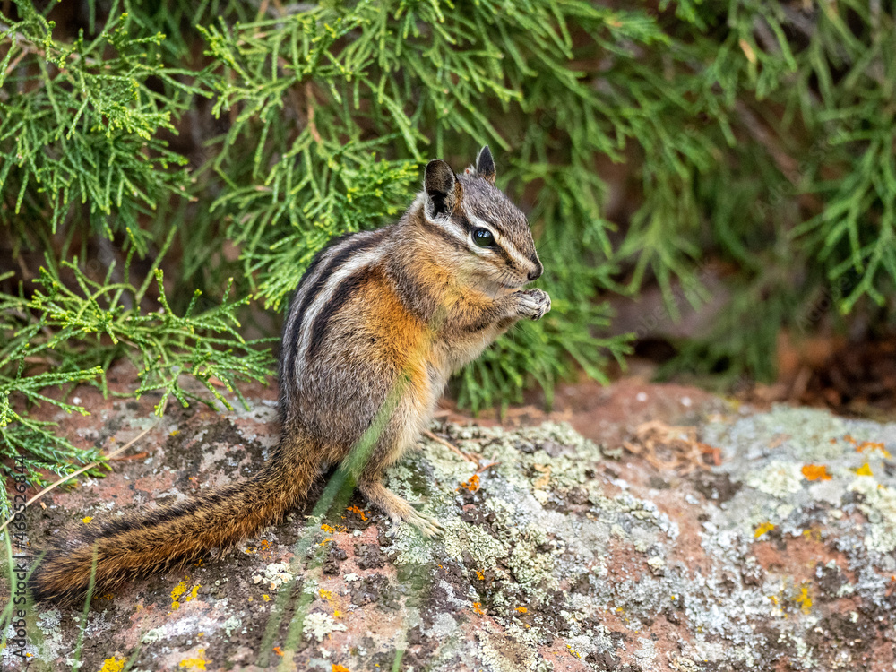 An adult Uinta chipmunk (Neotamias umbrinus), in Yellowstone National Park An adult Uinta chipmunk (Neotamias umbrinus), in Yellowstone National Park