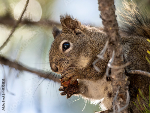 An adult American red squirrel (Tamiasciurus hudsonicus), in Yellowstone National Park photo