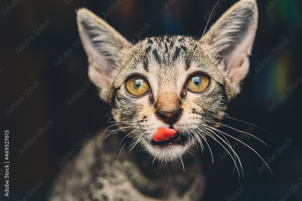Thai cat bite their fingers and play with love , Kitten funny face at home , beloved pet concept.
