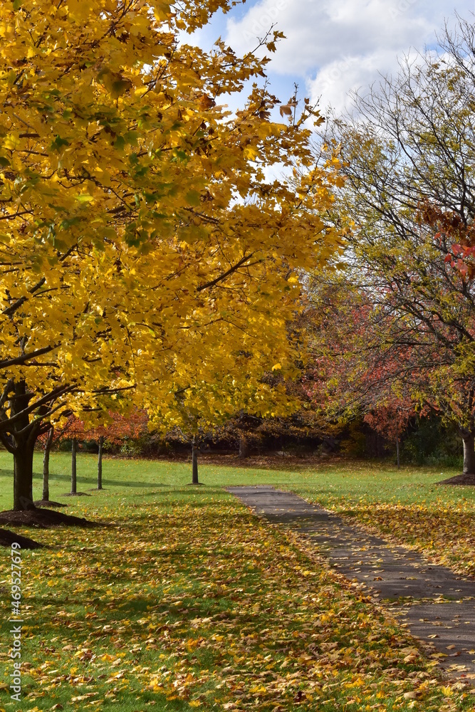 Naklejka premium Autumn trees in the park