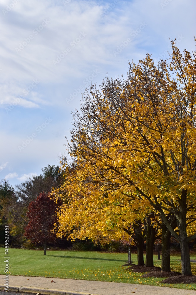 Autumn trees in the park