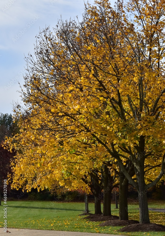 Fototapeta premium Autumn trees in the park