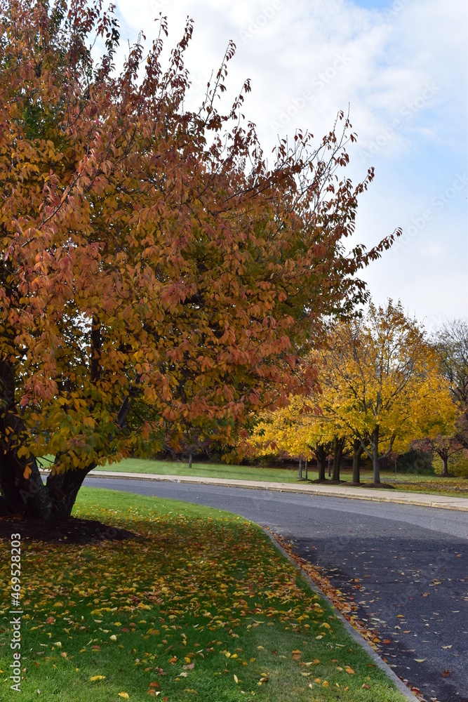 Autumn trees in the park Autumn trees in the park