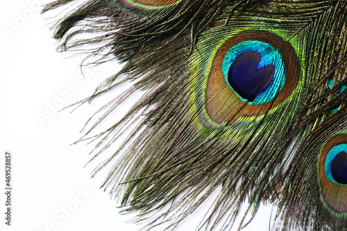 Beautiful bright peacock feathers on white background, top view