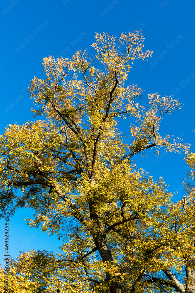 Linde mit Herbstlaub auf dem Württemberg in Stuttgart