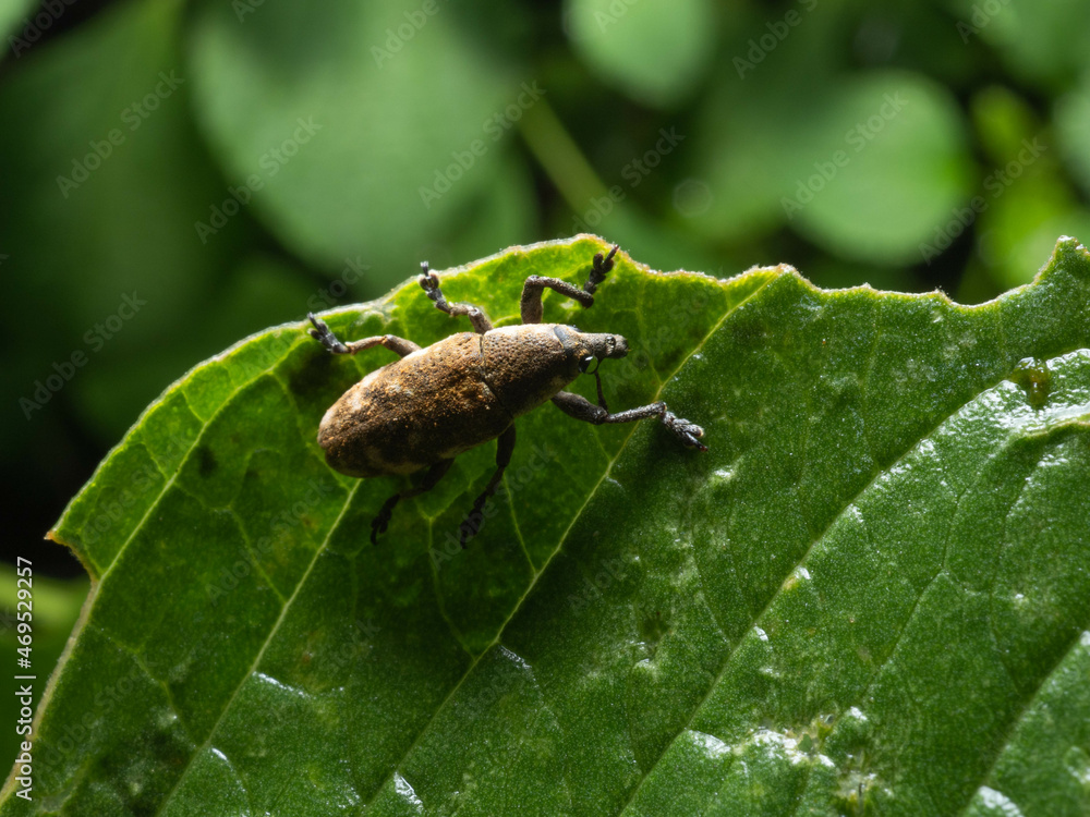 Close up shoot of Weevils beetles Close up shoot of Weevils beetles