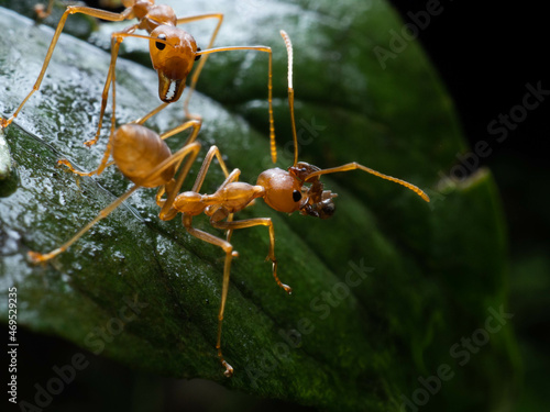 Close up shoot of red ants on a leaf