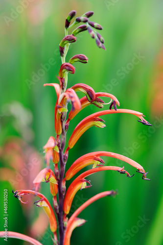 Two-colour Cobra Lily (Bicolour Cobra Lily) (Chasmanthe bicolor), Cape Town, Western Cape photo