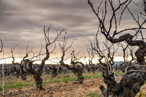 Wine landscape in the Subirats region in Penedes in Barcelona province in Catalonia Spain